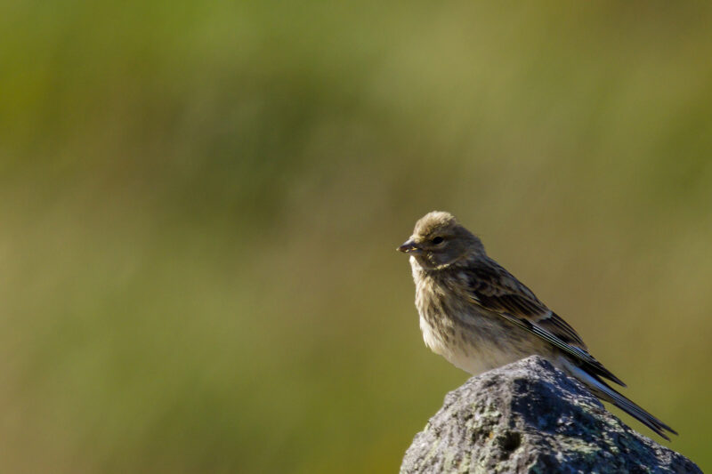 Linotte mélodieuse femelle